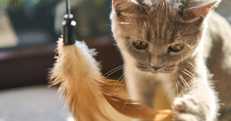Chat et nourrisson : 10 règles d'hygiène indispensables pour une maison saine