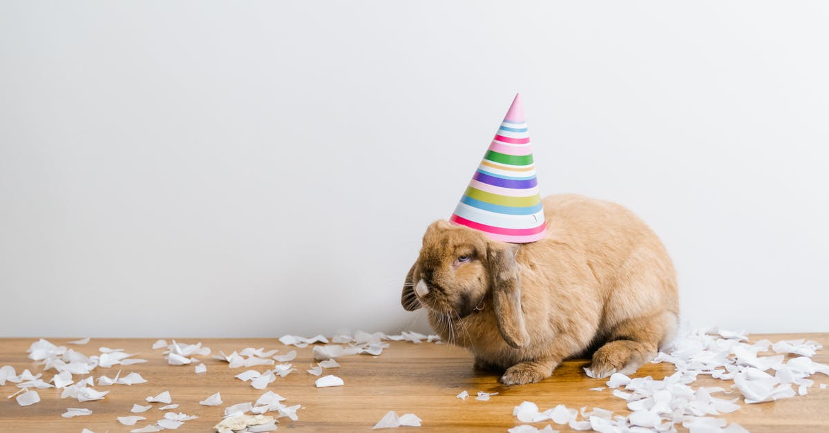 découvrez des animations d'anniversaire amusantes et créatives pour rendre votre célébration inoubliable ! transformez votre fête avec des vidéos personnalisées, des effets spéciaux et des jeux interactifs qui raviront vos invités. faites de chaque anniversaire un moment magique !