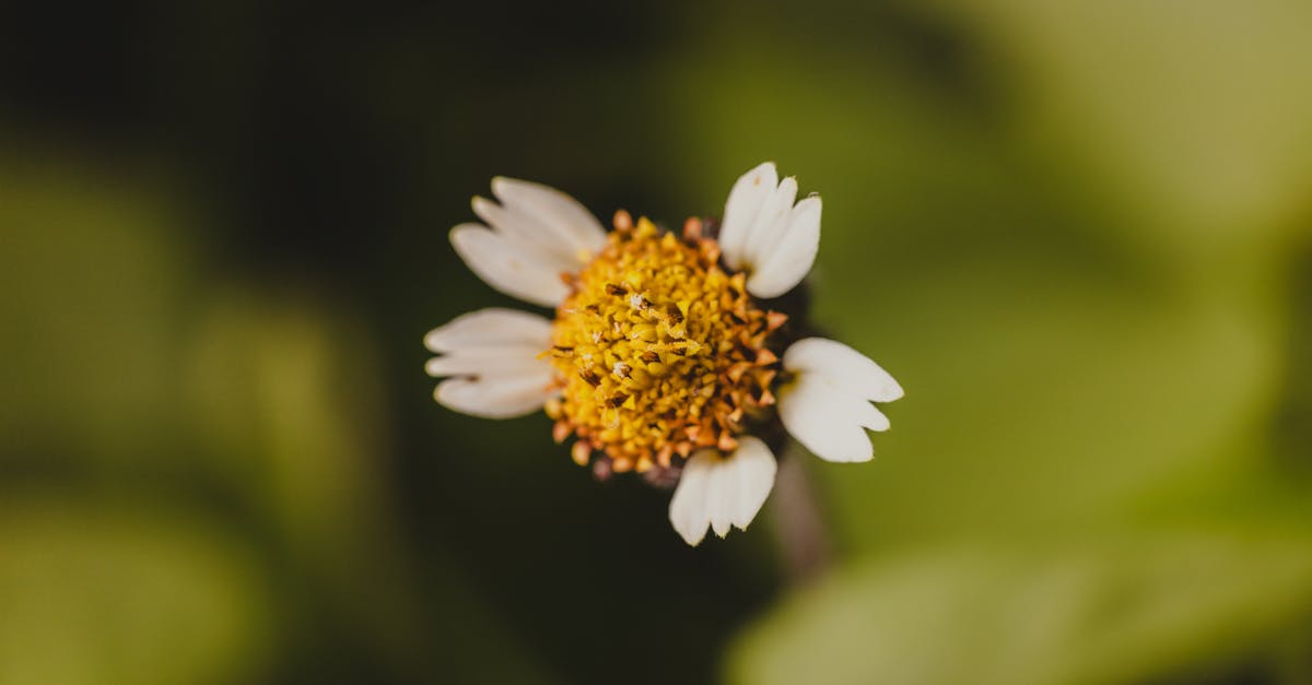 découvrez comment choisir le thème idéal pour votre projet, qu'il s'agisse d'un site web, d'un blog ou d'une présentation. nos conseils vous aideront à créer une ambiance unique et captivante qui reflète votre identité.