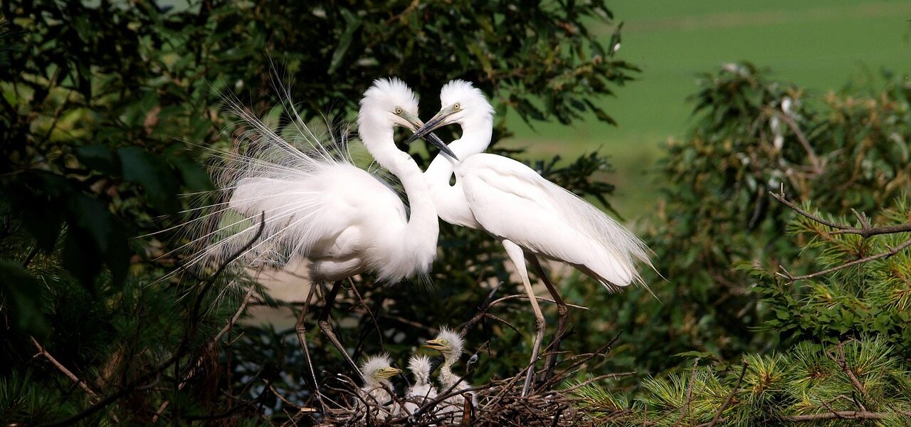 découvrez l'évolution du congé parental en france, ses réformes et ses impacts sociaux au fil des années.